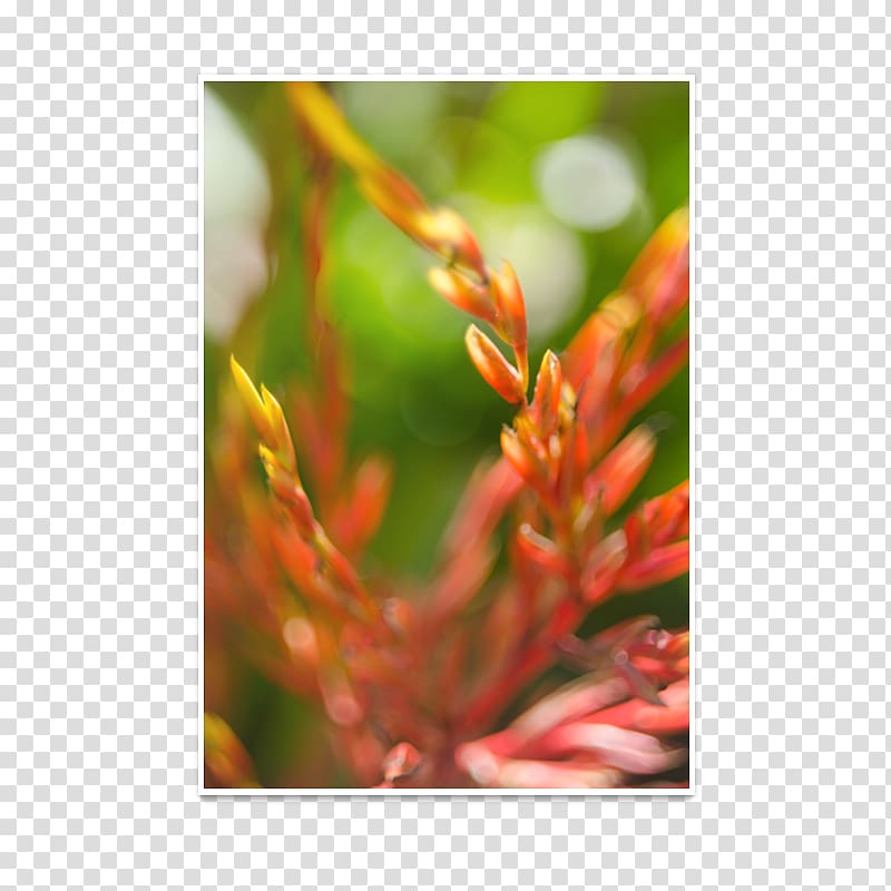 Flower Close-up Plant stem, peacock transparent background PNG clipart