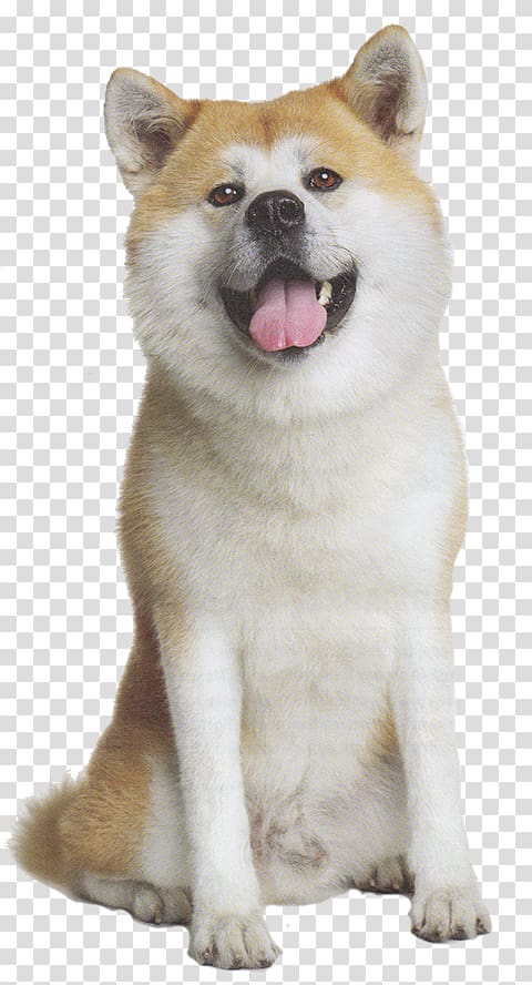Akita Shiba Inu Puppy Golden Retriever Cat, puppy transparent background PNG clipart