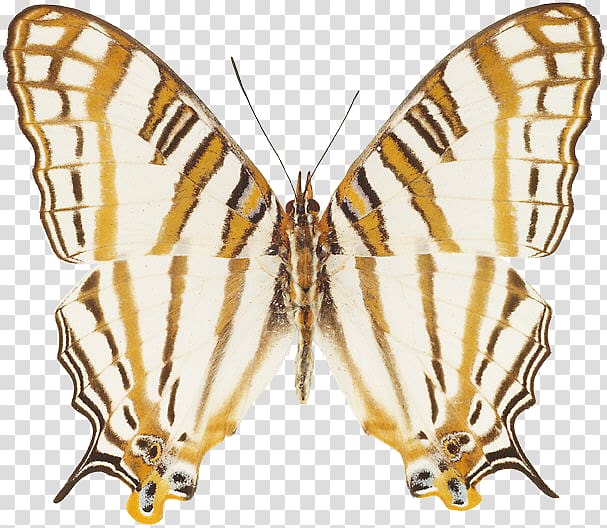 Monarch butterfly Painting Art Lycaenidae Pieridae, painting transparent background PNG clipart