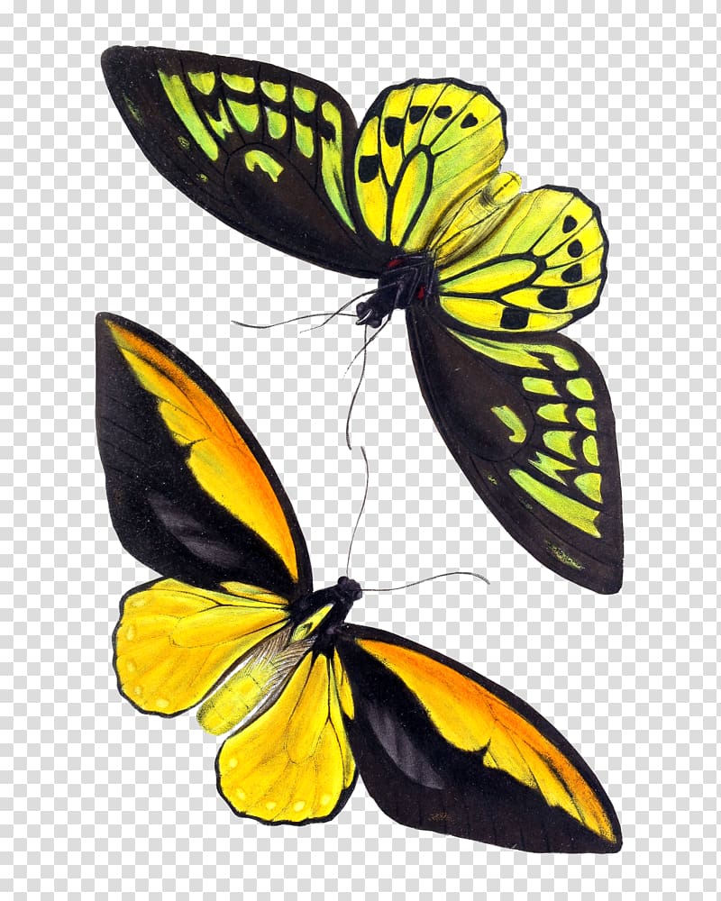 Monarch butterfly Insect Birdwing Ornithoptera croesus, pigeon transparent background PNG clipart