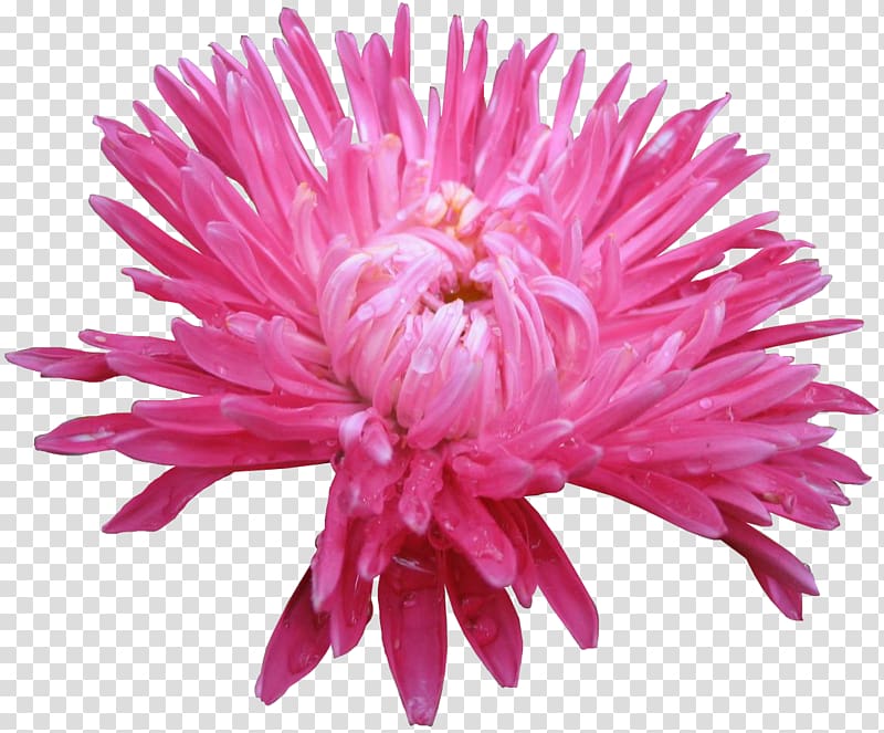 Cut flowers Aster Chrysanthemum Daisy family, I transparent background PNG clipart