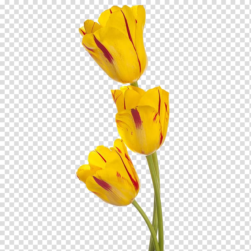 Tulip Yellow Flower , Three yellow tulips transparent background PNG clipart