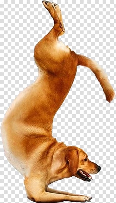 Yoga Dogs Doga Chihuahua Bull Terrier, Yoga transparent background PNG clipart