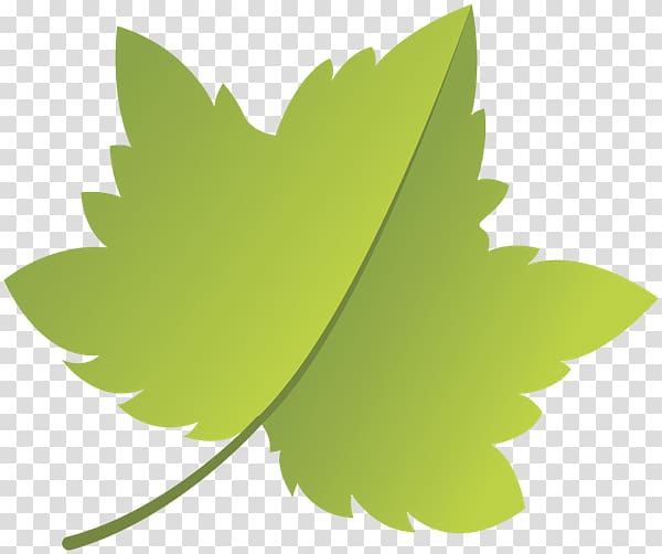 Leaf Thailand Green Sarma ไพร่, Leaf transparent background PNG clipart
