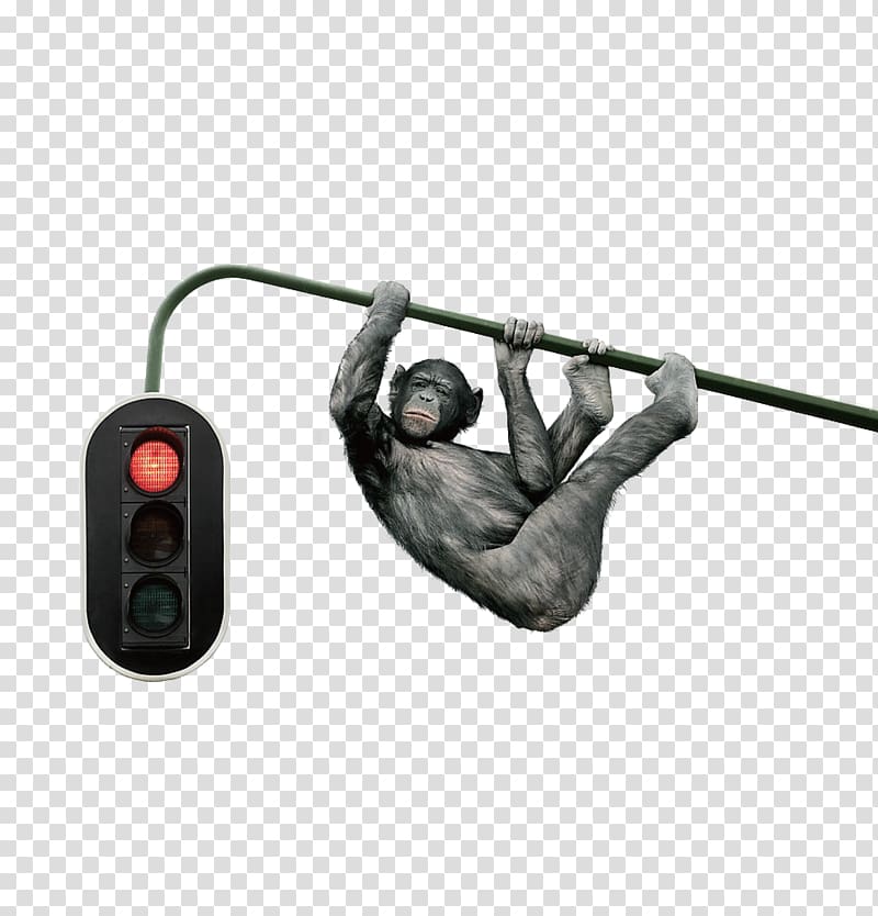 Traffic light manipulation, The orangutan on the street transparent background PNG clipart