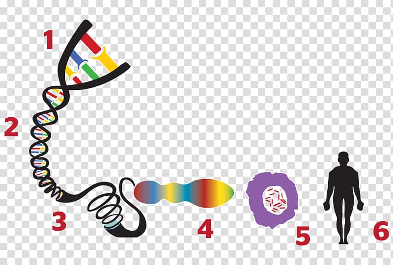 ENCODE Gene Genome Cell Heredity, others transparent background PNG clipart