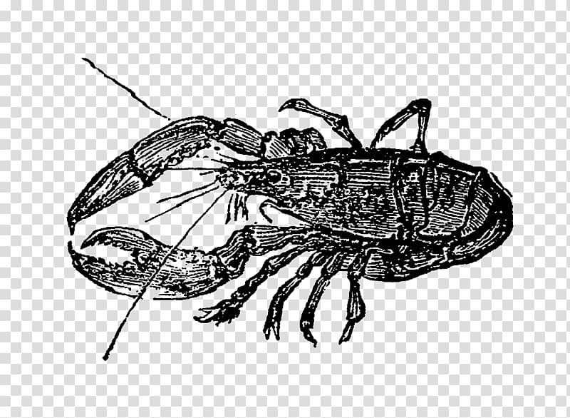 American lobster Homarus gammarus Crab Crayfish Drawing, crab transparent background PNG clipart