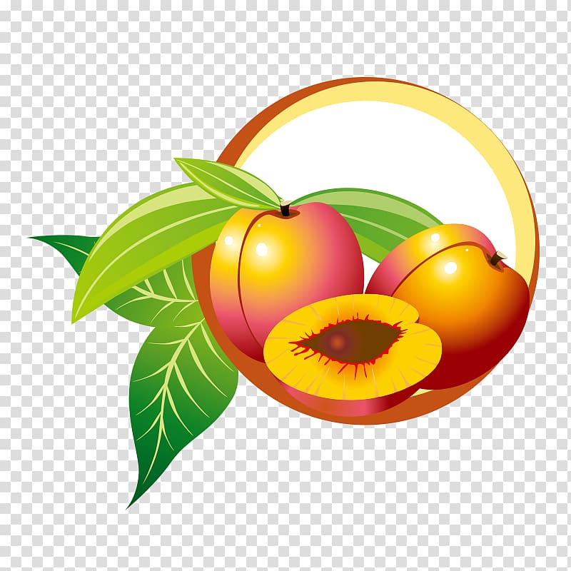 Fruit Drawing, Realistic yellow peaches transparent background PNG clipart