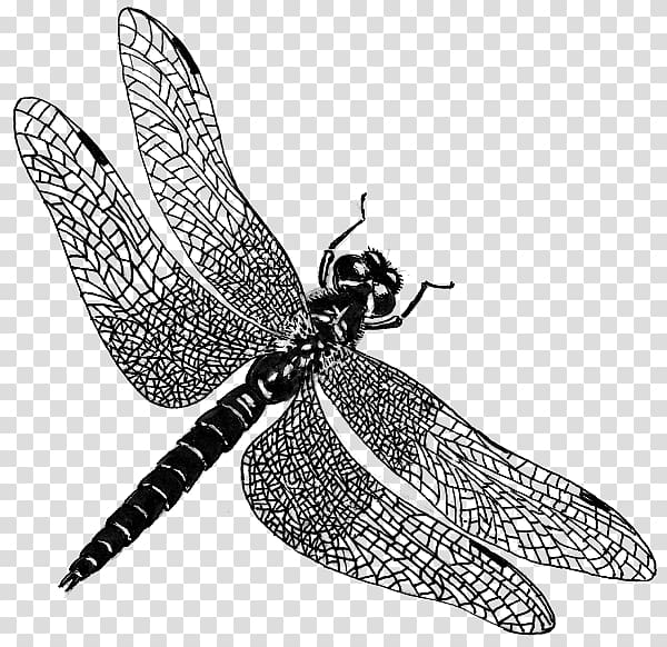 Dragonfly Public domain , dragonfly transparent background PNG clipart