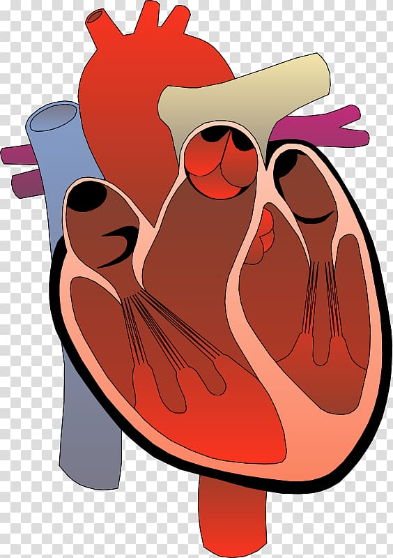 Heart Medicine , Nashville Heart transparent background PNG clipart
