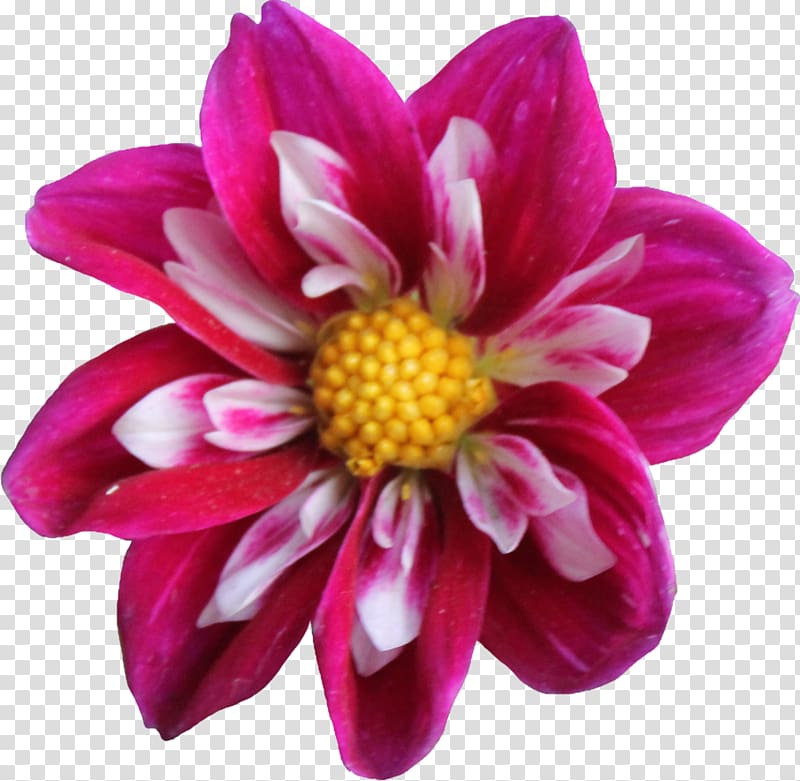 Dahlia Flower , Dahlia transparent background PNG clipart