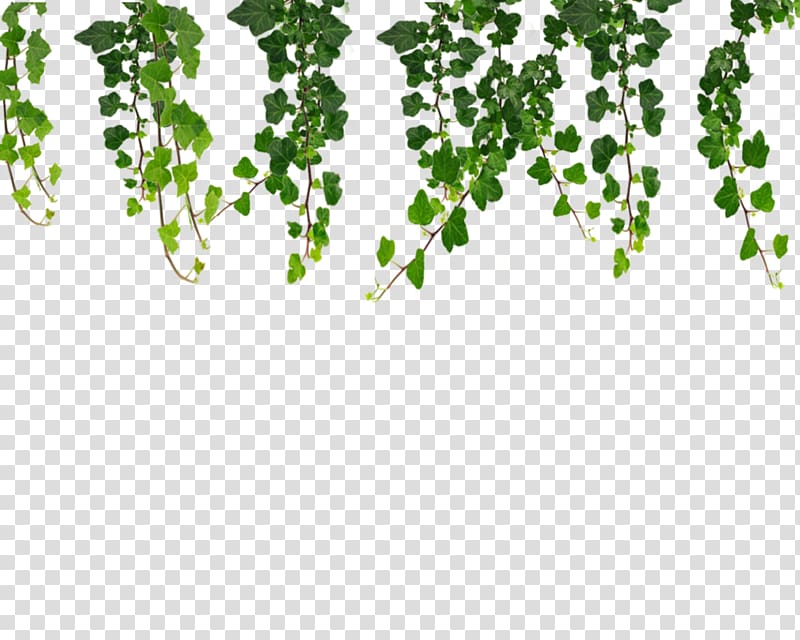 Vine Ivy , Ivy Hanging Vines , green plants illustration transparent background PNG clipart
