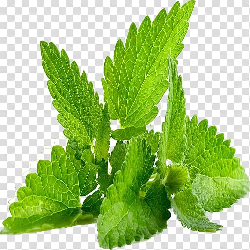 Herb Leaf Mentha spicata Lemon balm Plant, Leaf transparent background PNG clipart