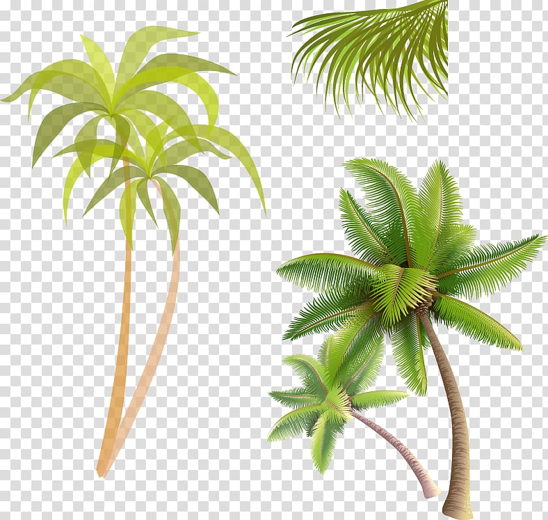 green coconut tree collage, Coconut water Coconut jam Arecaceae, coconut tree transparent background PNG clipart