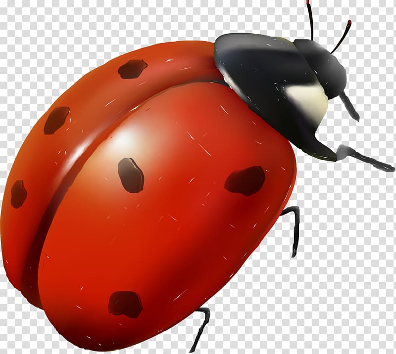 Ladybird Insect Red Cartoon, Red ladybug transparent background PNG clipart