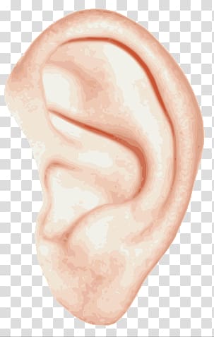 left human ear illustration, Single Ear transparent background PNG clipart