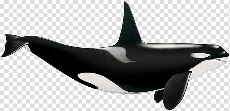 Killer whale Tethys Research Institute Dolphin Science, dolphin transparent background PNG clipart
