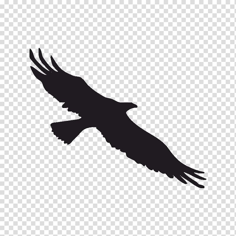 Bird Bald eagle Decal Sticker Window, Bird transparent background PNG clipart