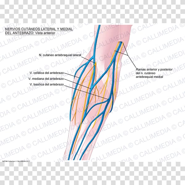 Thumb Lateral cutaneous nerve of forearm Lateral cutaneous nerve of thigh Medial cutaneous nerve of forearm, basilic transparent background PNG clipart