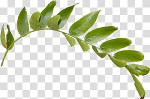Leaf , single green leaf transparent background PNG clipart