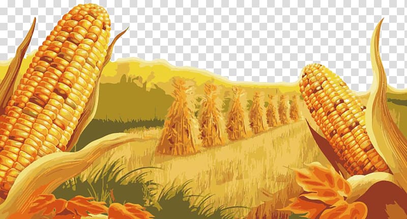 Candy corn Maize High-definition television Display resolution , Corn map transparent background PNG clipart