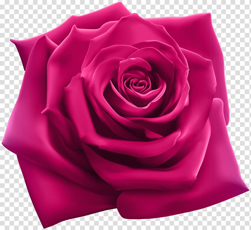 pink rose flower, Rose illustration Illustration, Pink Rose transparent background PNG clipart