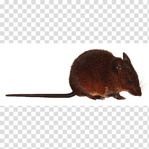 Mouse Muskrat Gerbil Terrestrial animal, mouse transparent background PNG clipart