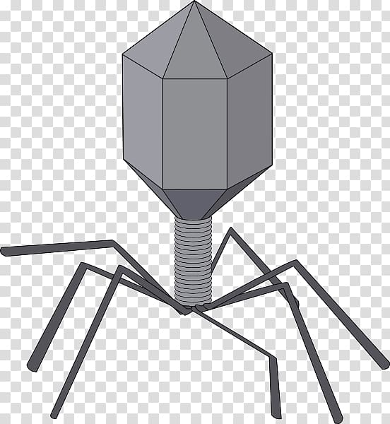 Virus Viral Bacteriophage , Unlabeled Flower Diagram transparent background PNG clipart