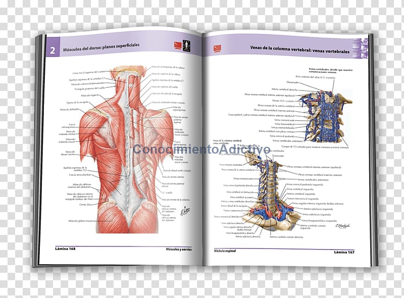 Shoulder Muscle Human back Organism Font, Frank H Netter transparent background PNG clipart