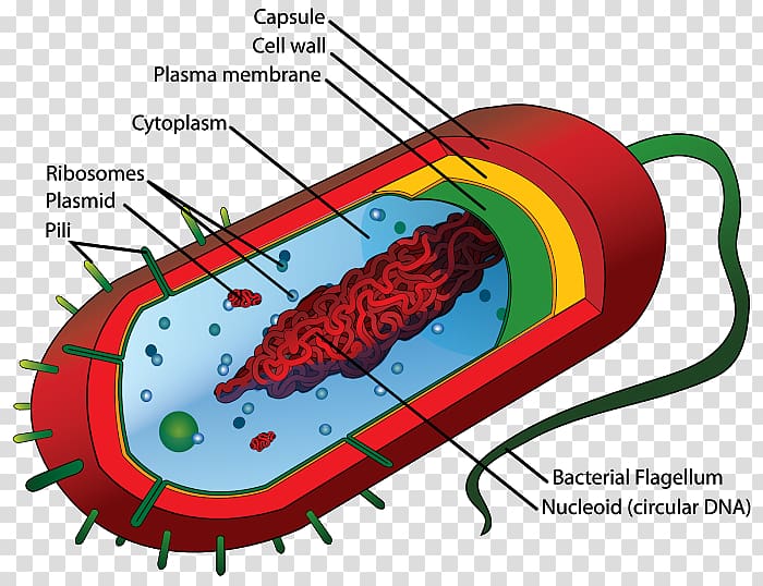 Prokaryote Cell theory Eukaryote Bacterial cell structure, others transparent background PNG clipart