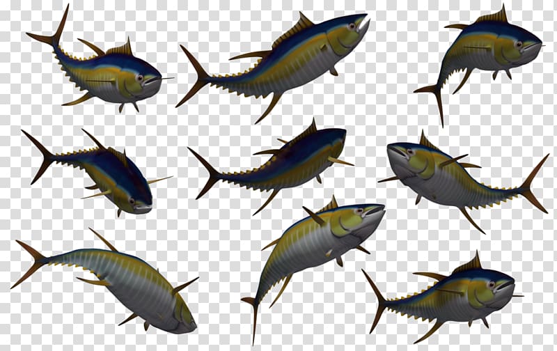 Fish Yellowfin tuna , Free Fish transparent background PNG clipart