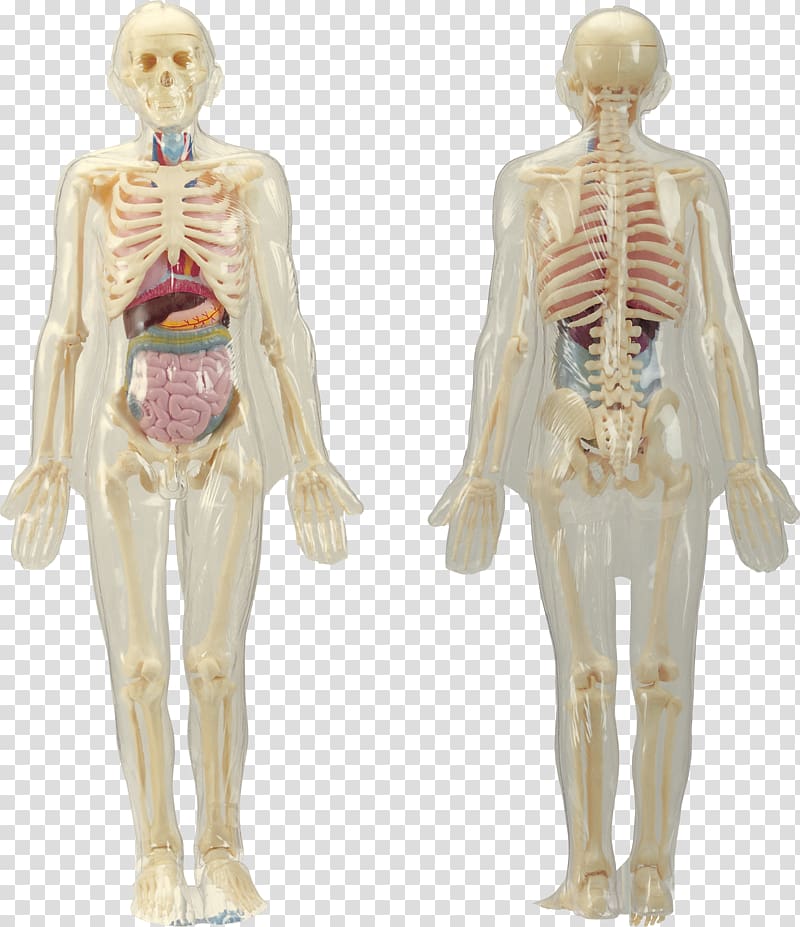 Human body Organ Bone Human anatomy, Human skeleton system model transparent background PNG clipart