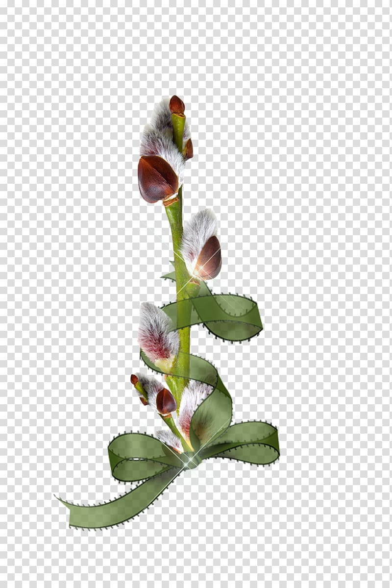 Willow Flower Palm Sunday , gif transparent background PNG clipart