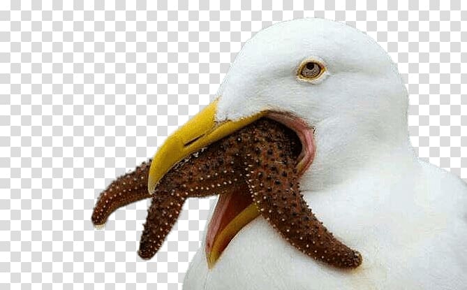 white bird eating brown starfish, Seagull Trying To Swallow Starfish transparent background PNG clipart