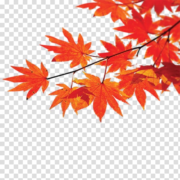 Autumn Poster Maple leaf, Red leaf transparent background PNG clipart