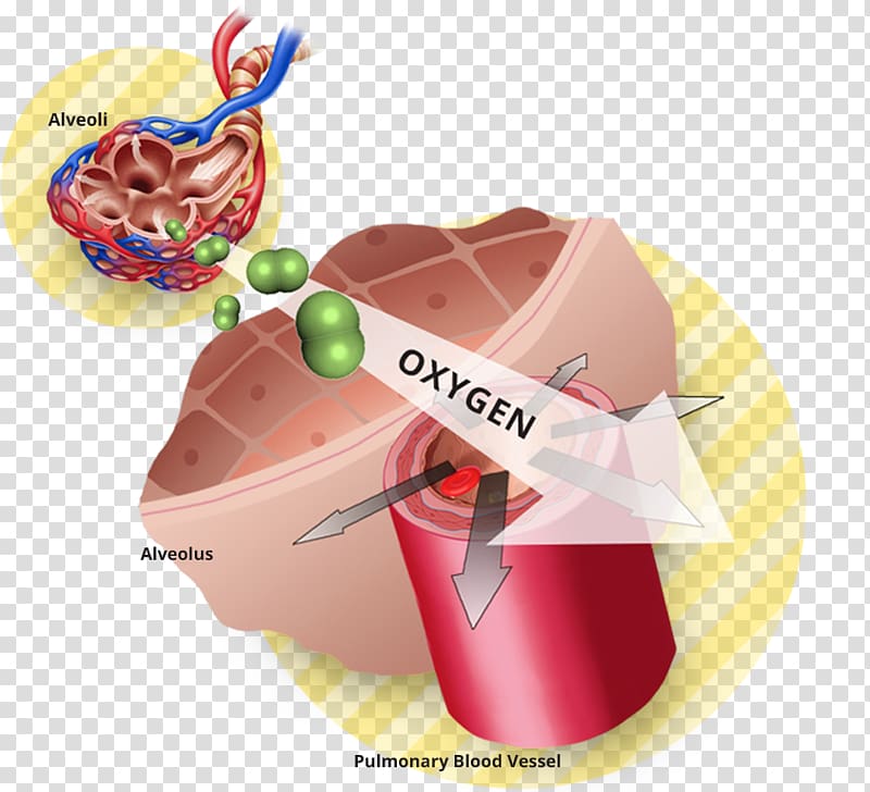 Vasodilation Oxygen therapy Lung, blood transparent background PNG clipart