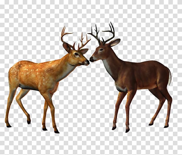 Red deer Elk Ceylon , deers transparent background PNG clipart