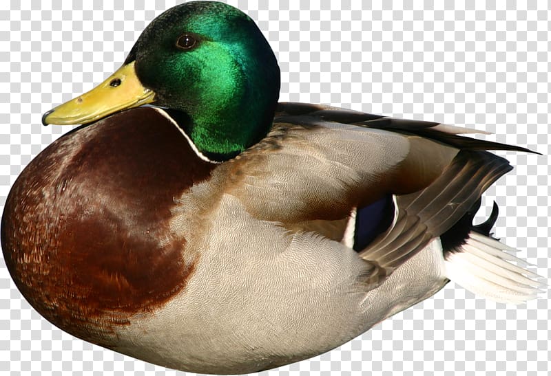 Duck Mallard Bird Goose, get together transparent background PNG clipart