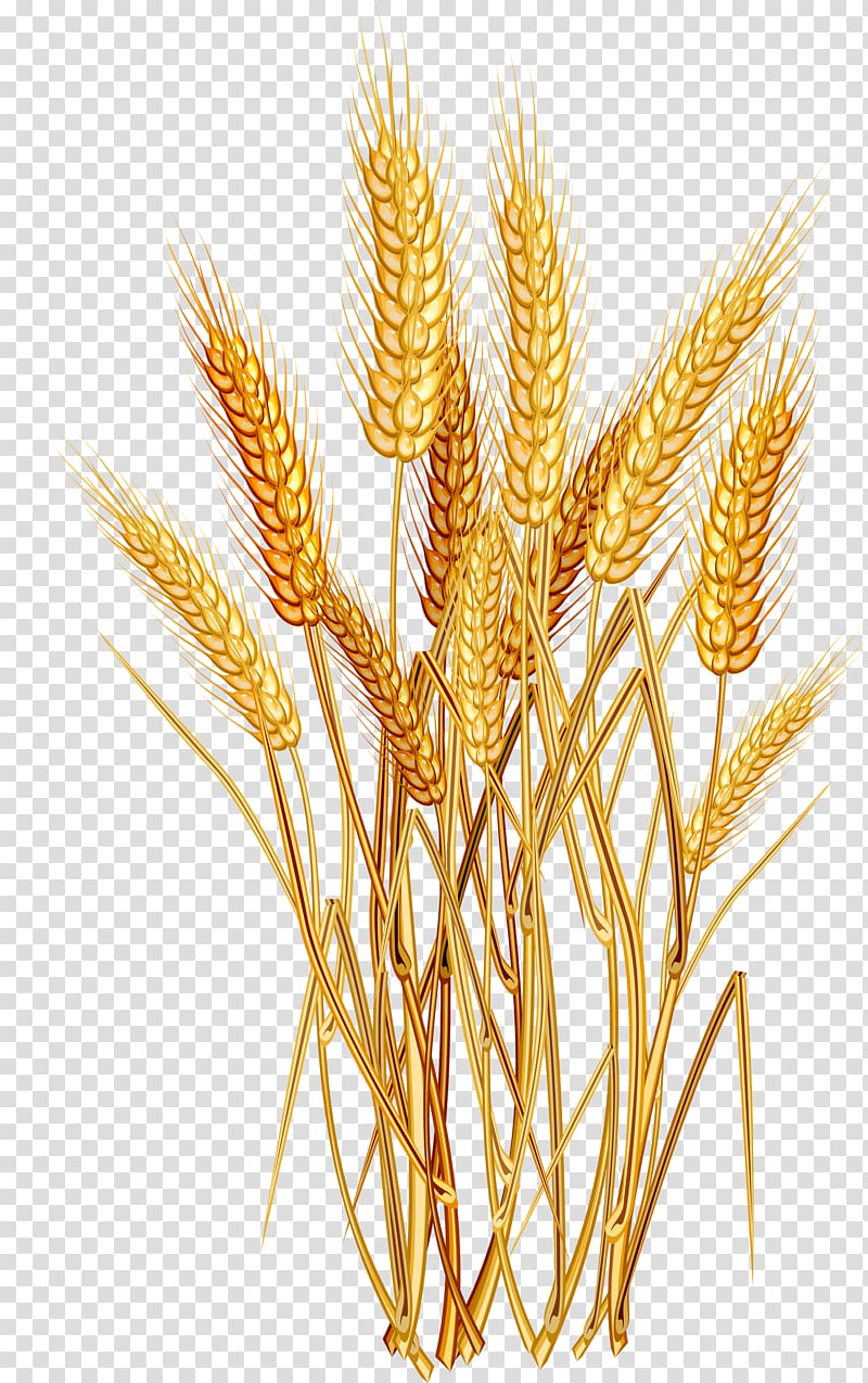 wheat clipart png