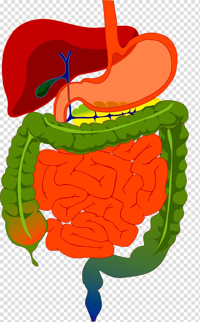 Human digestive system Gastrointestinal tract Digestion Organ, digestive tract transparent background PNG clipart