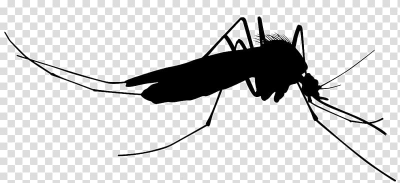 silhouette of black mosquito, Mosquito Silhouette , mosquito transparent background PNG clipart