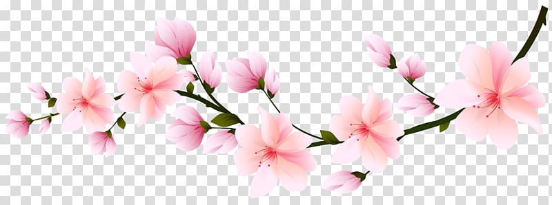 pink flowers , Cherry blossom Flower , Sakura branch transparent background PNG clipart