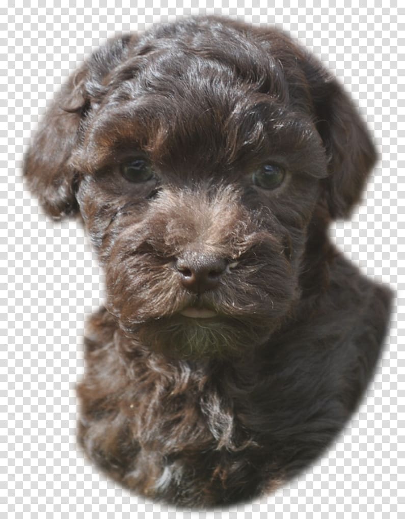 Cockapoo Schnoodle Cavapoo Bolonka Spanish Water Dog, Bolonka transparent background PNG clipart