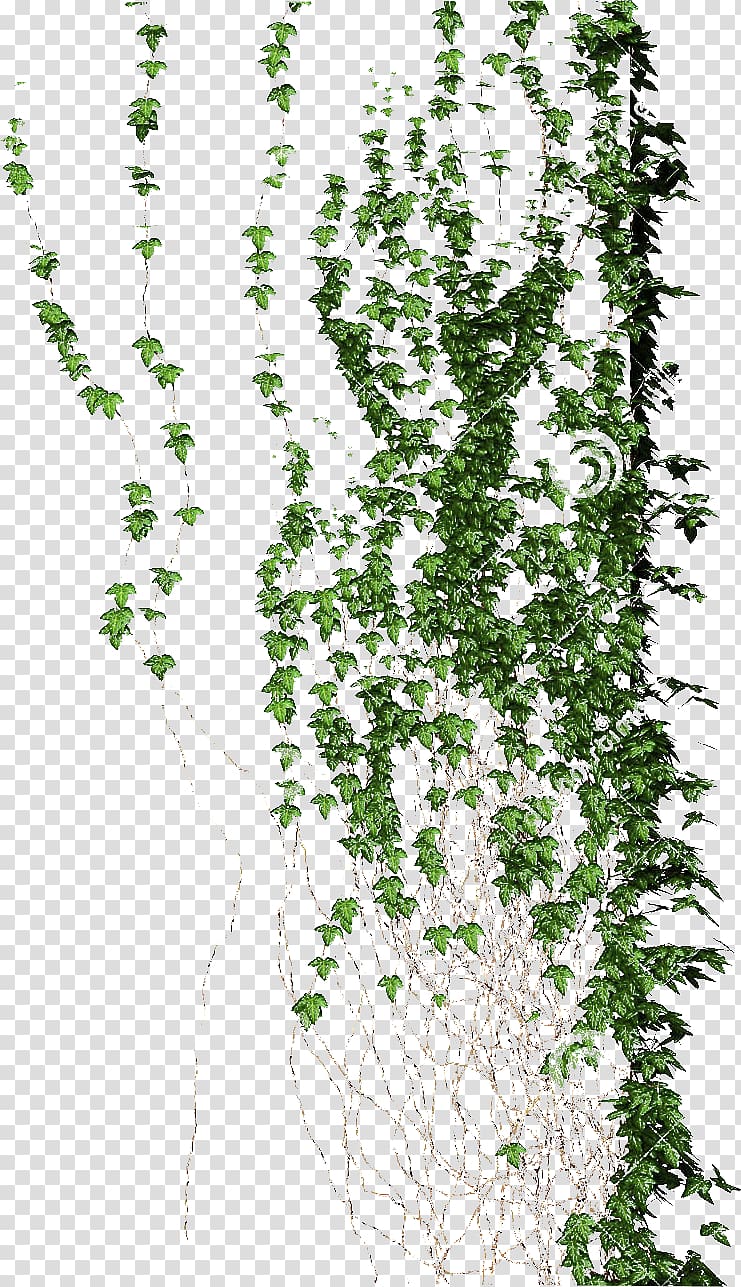Vine, Green vines, green leafed plant transparent background PNG clipart