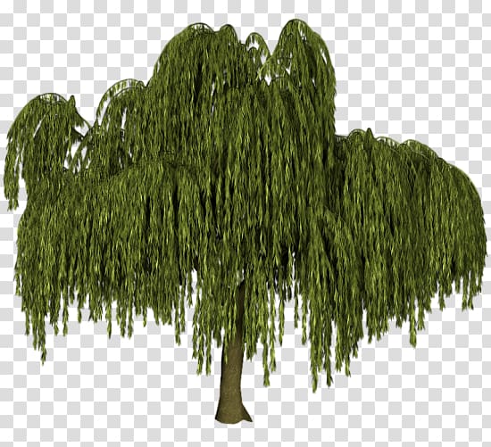 Tree Weeping willow Black willow Salix alba Plant, Salix transparent background PNG clipart