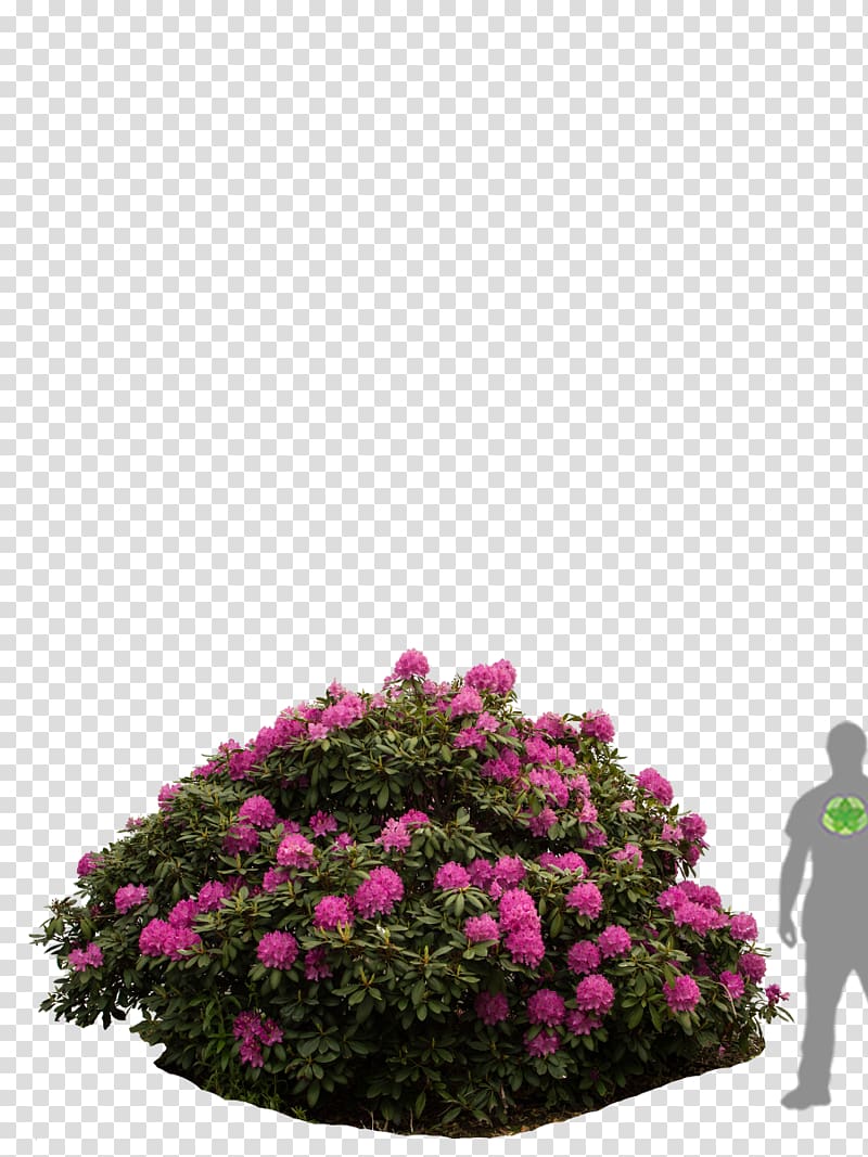 Rhododendron Rose family Shrub Tree Floral design, tree transparent background PNG clipart