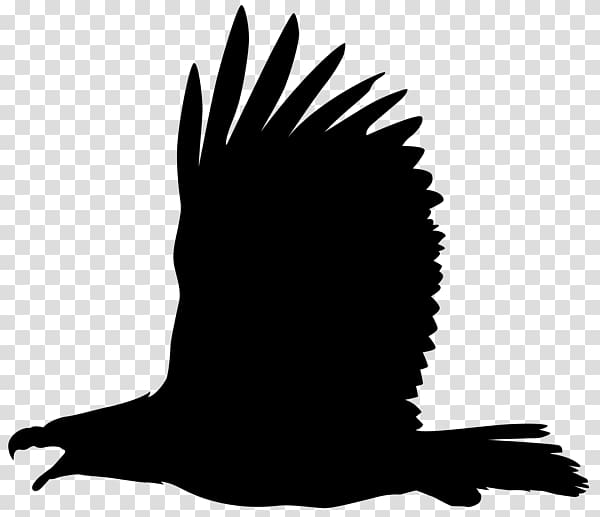 Bald Eagle Bird Philippine Eagle , Bird transparent background PNG clipart