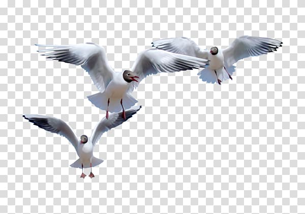 European Herring Gull Common gull Bird Flight Gulls, Flying seagulls transparent background PNG clipart