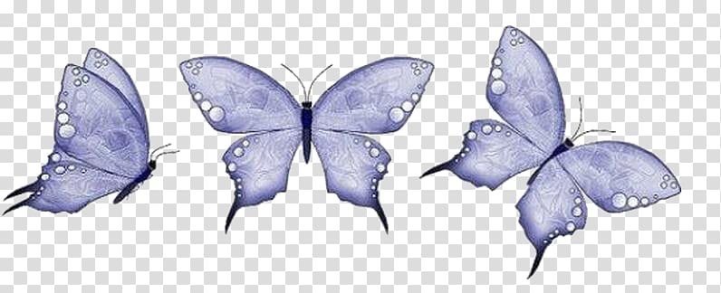 Butterfly Animation, butterfly transparent background PNG clipart