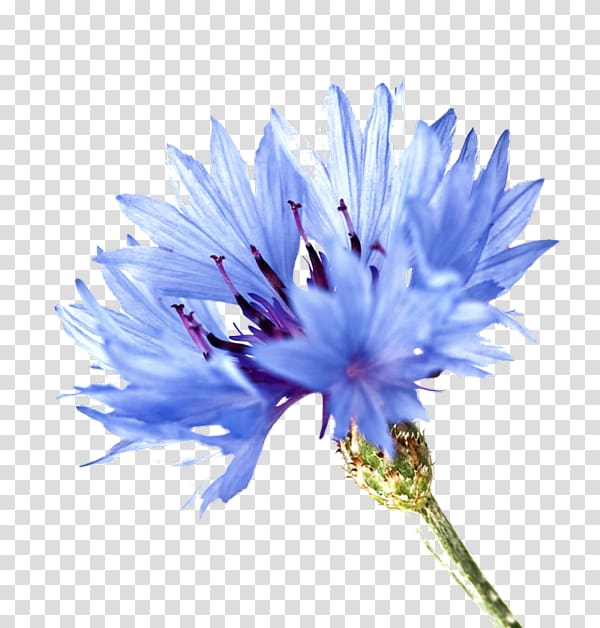 Blue rose Cornflower Plant symbolism, flower transparent background PNG clipart